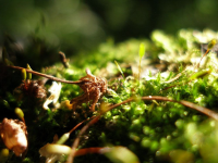 Работа 2421043