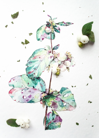 Symphoricarpos albus
