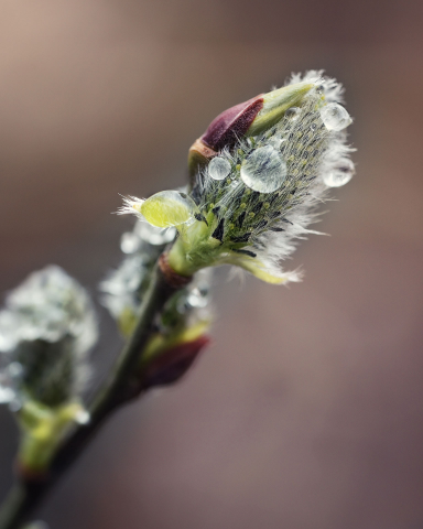 Работа 3679855