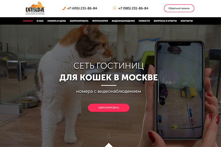 Сеть гостиниц для кошек - Cat is Love