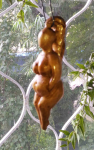 Венера-2