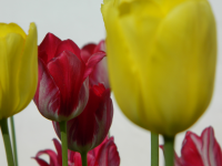 Работа 2682422