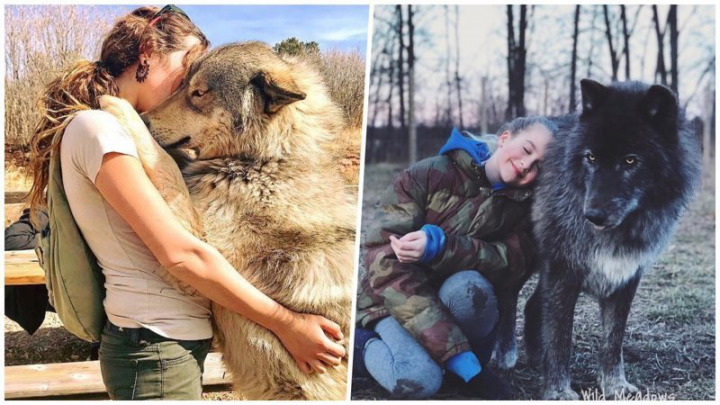 Чем же особенны породы собак похожие на волков?