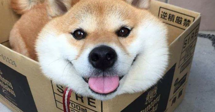 Список кличек для собак Японии, Китая и Кореи