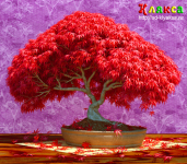 "Бонсай" (3D)
