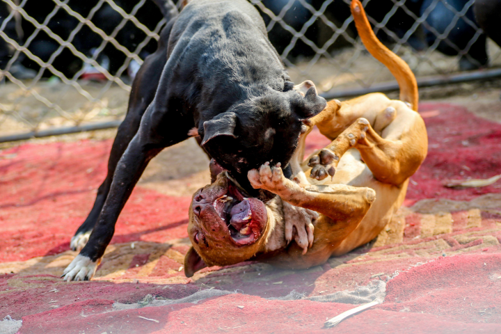 В Курчатове на прогулке питбультерьер загрыз собаку