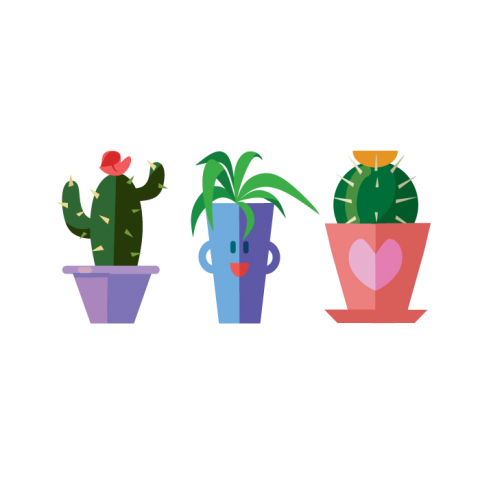 Кактусы