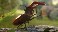 Lucanus cervus