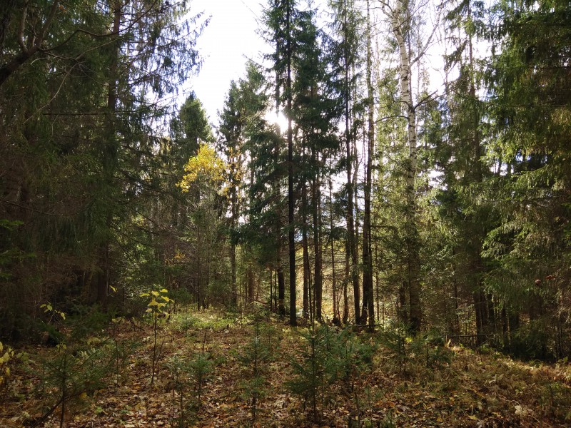 pic3712914.jpg