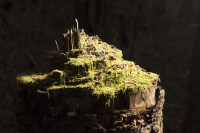 Работа 2310786