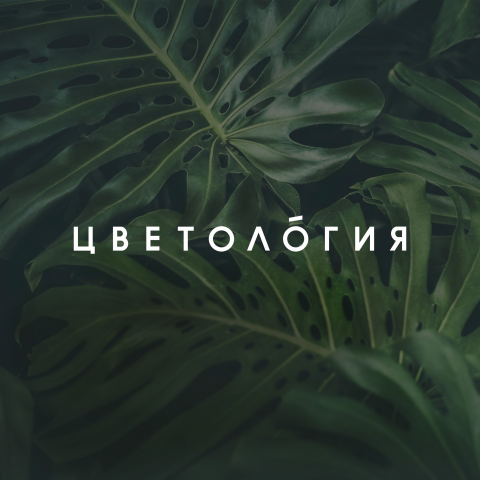 Цветология (Flowerology)