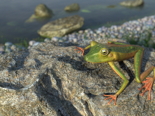 Frog