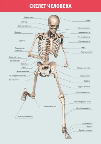 Инфографика