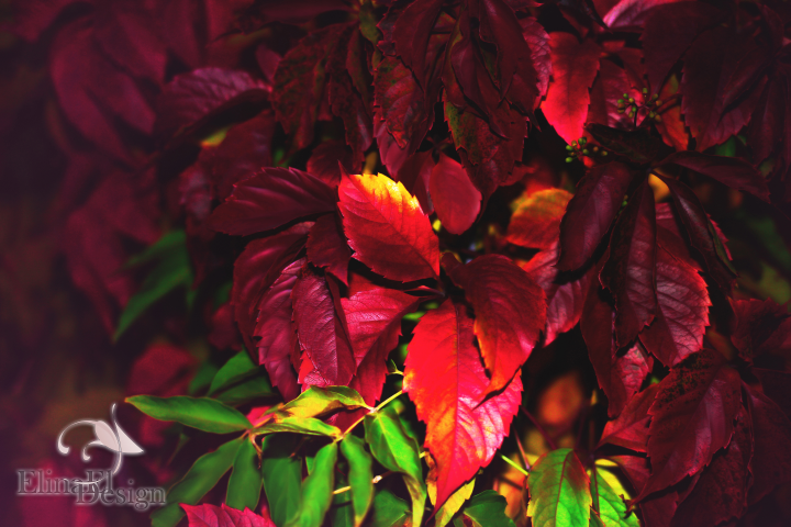 Природа