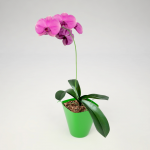 Phalaenopsis