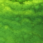 Texture №4