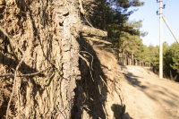 Работа 2173799