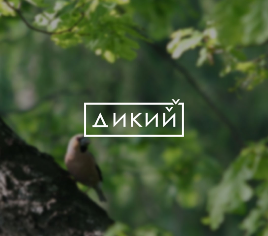 Логотип для телеканала