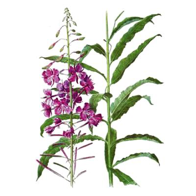 Иван-чай и аппендицит