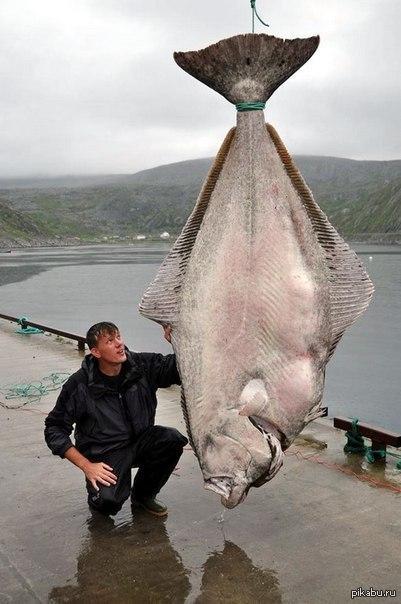 pic3152586.jpg