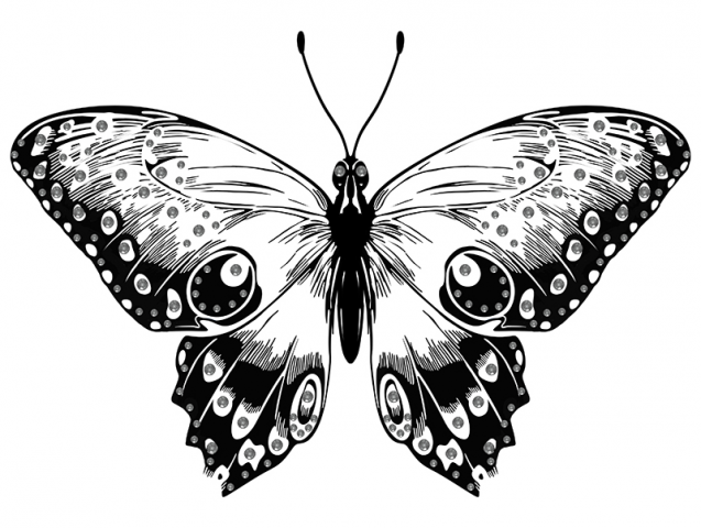 Butterfly_02