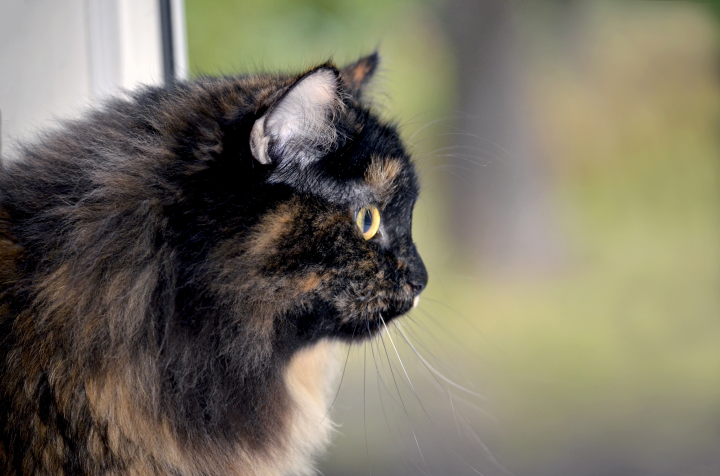 cat