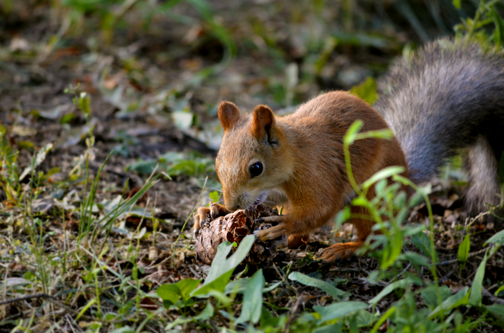 squirrel