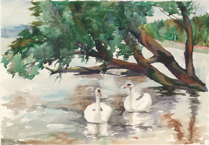 Лебеди. Виштынец.