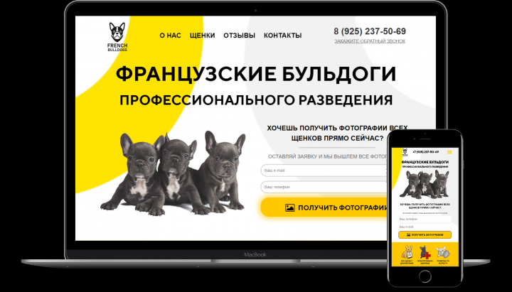 Продажа бульдогов из питомника
