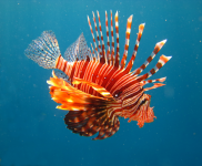 Подводная съемка_