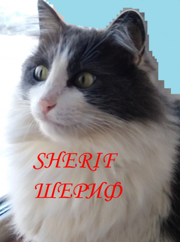 Шериф