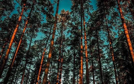 Михаил Корнеев - "Думать о вечном" (на стихи Л. Дербиной)