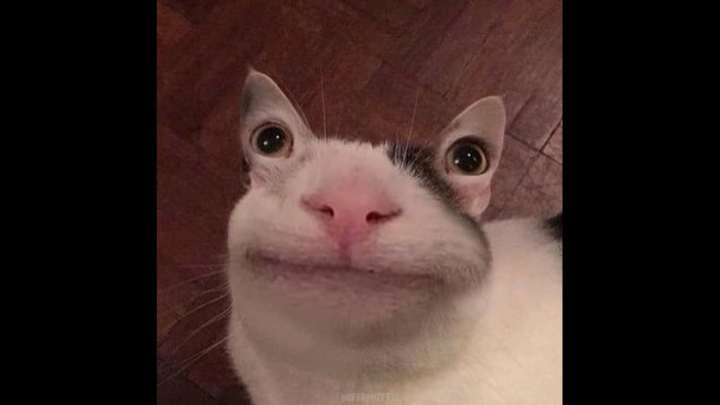 Видео для IG: @dumbcatsru