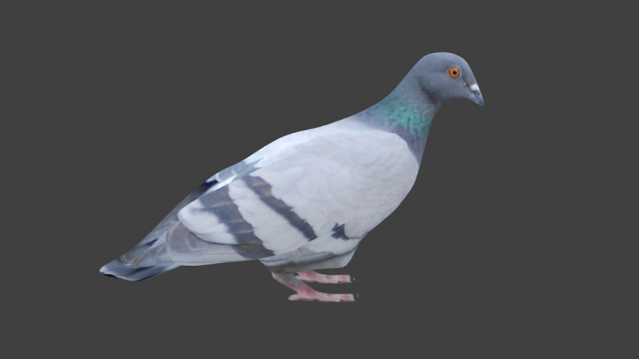 Голубь