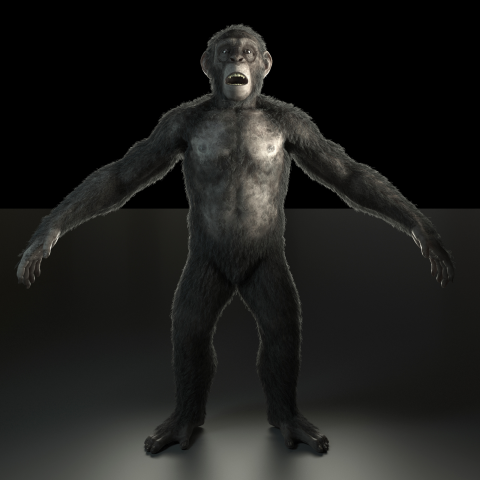 Шимпанзе для рекламы