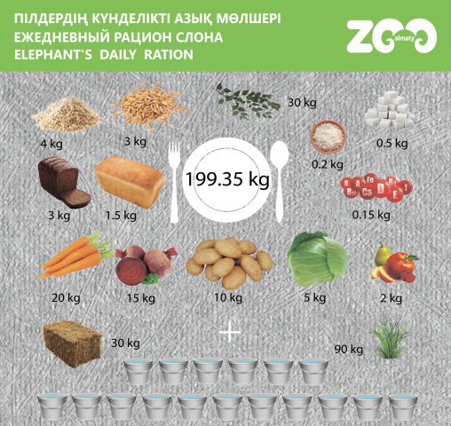 Коллаж меню слона на день