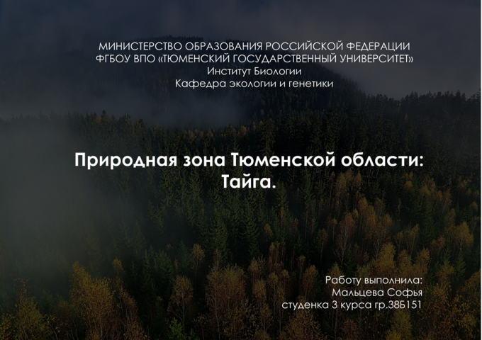 Тайга
