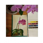 Орхидеи (акварель)