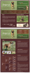 Дизайн сайта для Willagedogs