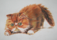 Котенок