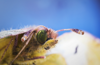 макро