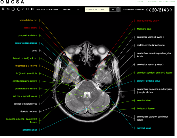Сайт по анатомии