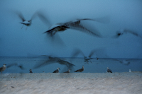 birds