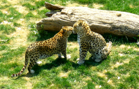 Влюбленные гепарды