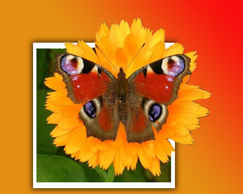 Выход из рамки