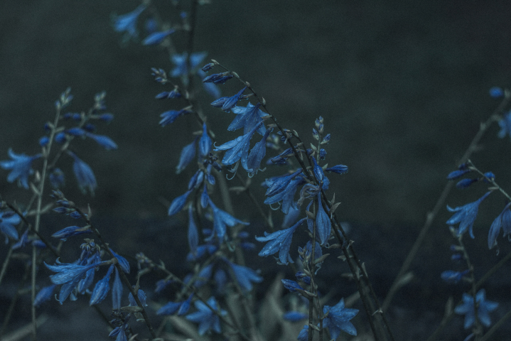 Беловежская Пуща