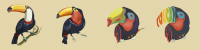Toucan