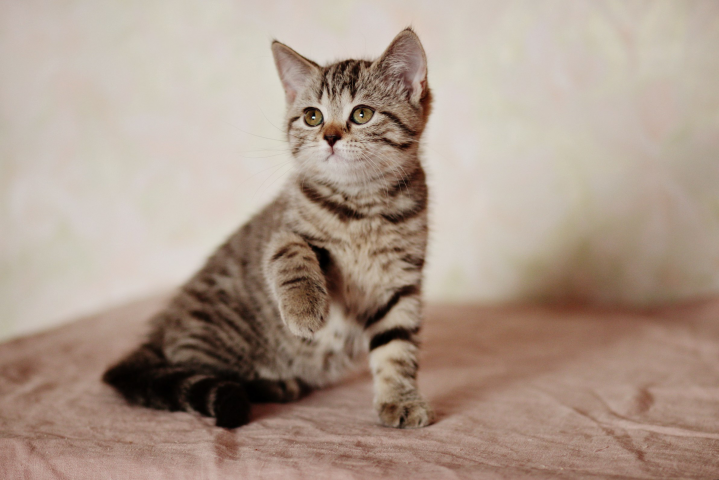 Фотосъемка кошек и котят