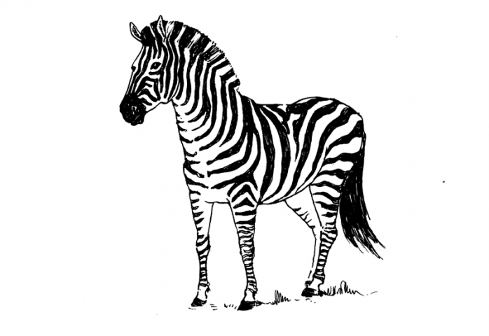 Зебра