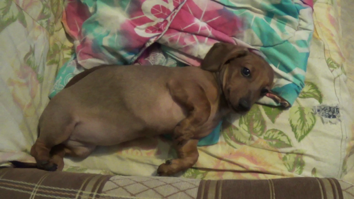 Маленькая такса